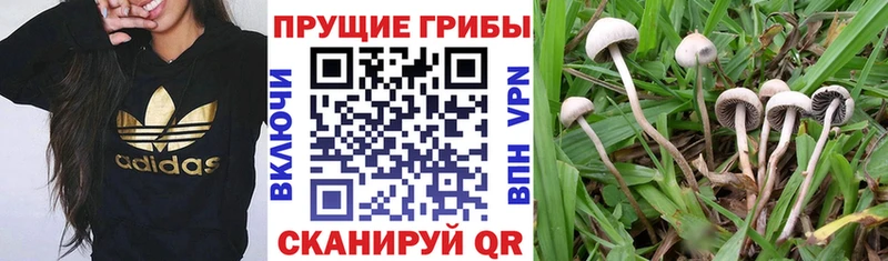 Псилоцибиновые грибы прущие грибы  Кировск 